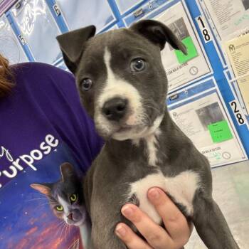 Aliah -  Terrier Dog for Adoption in Montgomery, Alabama - Aliah | PetCurious