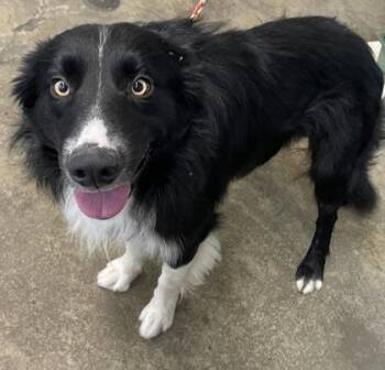 Border Collie and English Springer Spaniel Dogs Available for Adoption in Sacramento, California - Sammy | PetCurious