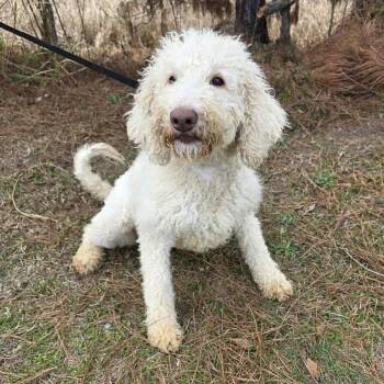 Goldendoodle Dogs Available for Adoption - Gretel | PetCurious