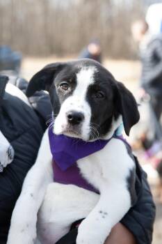 Mixed Breed Dogs Available for Adoption - Hope | PetCurious