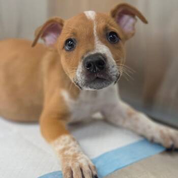 Noah -  Mixed Breed Dog for Adoption in Sarasota, Florida - Noah | PetCurious