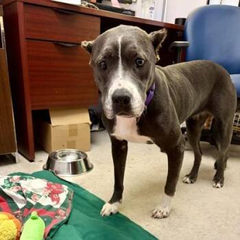 Paddy -  American Staffordshire Terrier and Mixed Breed Dog for Adoption in Richmond, Virginia - Paddy | PetCurious