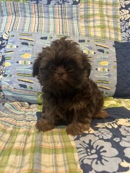 Shih Tzu Dogs Available for Adoption - Buttercup | PetCurious