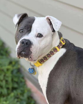 Rescue American Bulldog Dogs for Adoption in Rockville, Maryland - Rayna | PetCurious