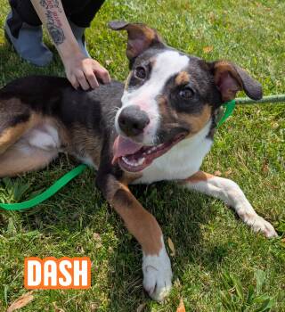 Dash -  Mountain Dog Dog for Adoption in Valparaiso, Indiana - Dash | PetCurious