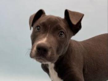 Dexter -  Fox Terrier and Mixed Breed Dog for Adoption in Golden Valley, Minnesota - Dexter | PetCurious