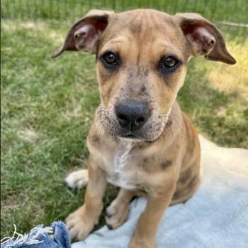 Nash -  Pit Bull Terrier and Mixed Breed Dog for Adoption in Mead, Colorado - Nash | PetCurious