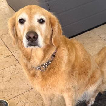 Belle 5046 -  Golden Retriever Dog for Adoption in Loxahatchee Groves, Florida - Belle 5046 | PetCurious
