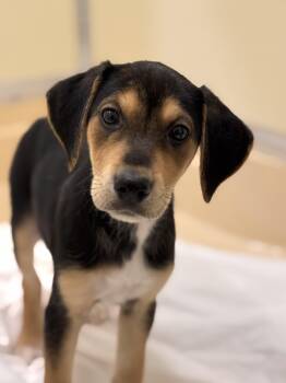 Hound Dogs Available for Adoption in Pawleys Island, South Carolina - Bacon | PetCurious