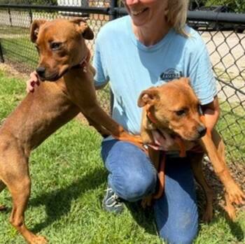 Velma -  Mixed Breed Dog for Adoption in Morristown, New Jersey - Velma | PetCurious