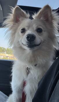 Milo -  Pomeranian and Chihuahua Dog for Adoption in Cedar Rapids, Iowa - Milo | PetCurious