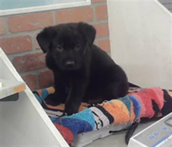 German Shepherd Dog and Mixed Breed Dogs Available for Adoption in Houston, Texas - A2072384 | PetCurious