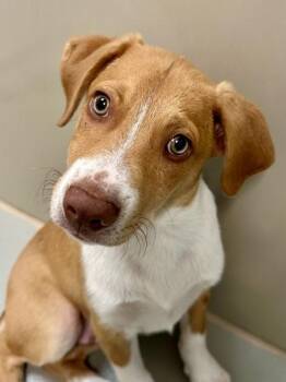Mixed Breed Dogs Available for Adoption in Wichita, Kansas - Rob | PetCurious