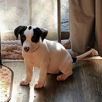 Mixed Breed Dogs Available for Adoption in Duncan, Oklahoma - Naomi | PetCurious