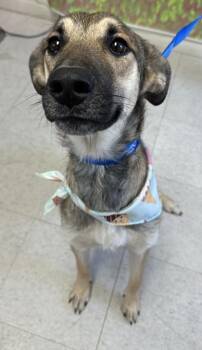 Shepherd and Mixed Breed Dogs Available for Adoption - Joanna | PetCurious