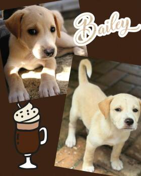 Labrador Retriever and Australian Shepherd Dogs Available for Adoption in Ringwood, New Jersey - Bailey | PetCurious