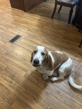 Rescue Basset Hound Dogs for Adoption in Tulsa, Oklahoma - Clyde Basset | PetCurious