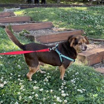 Chihuahua Dogs Available for Adoption in Nashville, Tennessee - Beau | PetCurious