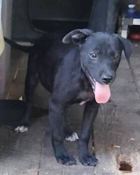 Zeus -  Terrier Dog for Adoption - Zeus | PetCurious