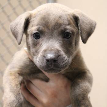 Shepherd and Terrier Dogs Available for Adoption - Cora | PetCurious