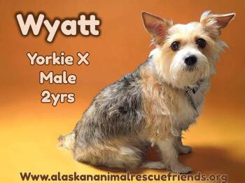 Yorkshire Terrier Dogs Available for Adoption - Wyatt | PetCurious