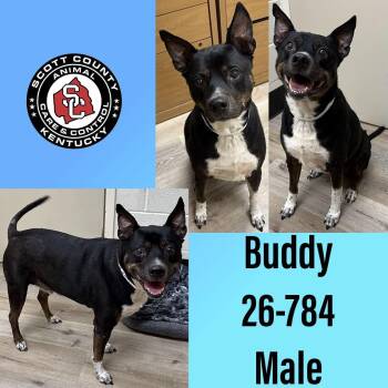 Buddy -  Pit Bull Terrier Dog for Adoption in Georgetown, Kentucky - Buddy | PetCurious