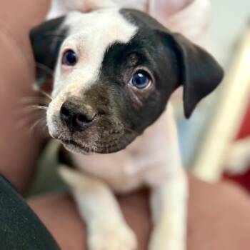 Bowie -  American Bulldog and Mixed Breed Dog for Adoption in New Fairfield, Connecticut - Bowie | PetCurious
