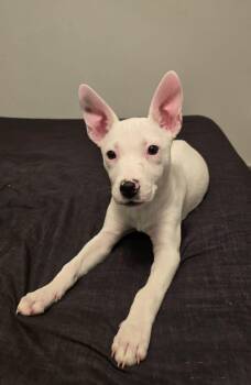 Terrier Dogs Available for Adoption - Zara | PetCurious