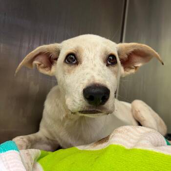 Vap -  Yellow Labrador Retriever and Shepherd Dog for Adoption in Austin, Texas - Vap | PetCurious