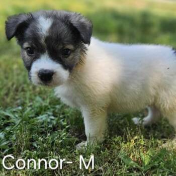 Collie and Mixed Breed Dogs Available for Adoption in Griswold, Connecticut - Connor | PetCurious