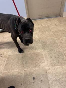 Rescue Mixed Breed Dogs for Adoption in Cincinnati, Ohio - Dobbins | PetCurious