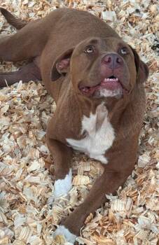 Avril -  Mixed Breed Dog for Adoption in Troy, Alabama - Avril | PetCurious