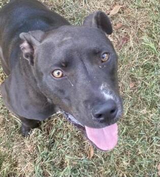 Merle. AKA "Hulk" -  Pit Bull Terrier Dog for Adoption in Glasgow, Kentucky - Merle. AKA "Hulk" | PetCurious