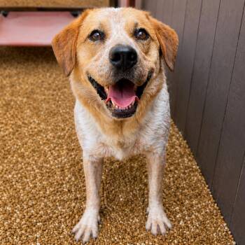 Blossom -  Labrador Retriever and Australian Cattle Dog Blue Heeler Dog for Adoption - Blossom | PetCurious
