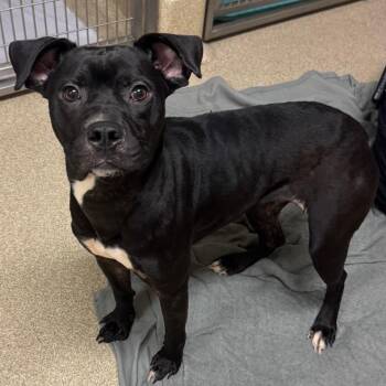 Buttons -  Mixed Breed Dog for Adoption in Bristol, Indiana - Buttons | PetCurious