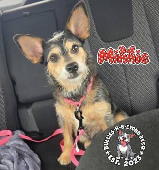 Minnie -  Dachshund and Terrier Dog for Adoption in Omaha, Nebraska - Minnie | PetCurious