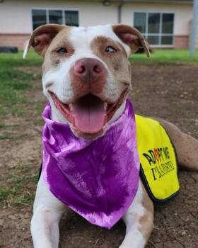 PIT -  American Staffordshire Terrier Dog for Adoption in San Antonio, Texas - PIT | PetCurious