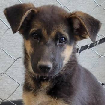 Freedom -  Mixed Breed Dog for Adoption in Las Cruces, New Mexico - Freedom | PetCurious