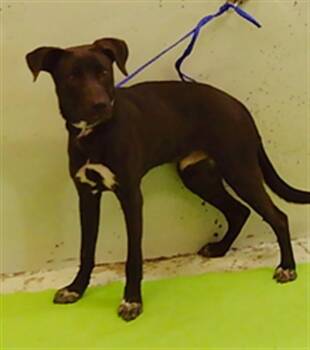 REGGIE -  Labrador Retriever and Mixed Breed Dog for Adoption in Houston, Texas - REGGIE | PetCurious