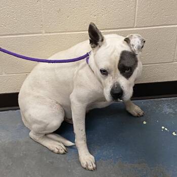 Mixed Breed Dogs Available for Adoption in Memphis, Tennessee - Yogi | PetCurious