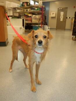 PETUNIA -  Chihuahua and Fox Terrier Dog for Adoption in San Jose, California - PETUNIA | PetCurious