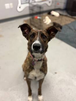 Rescue Shepherd and Mixed Breed Dogs for Adoption in Los Angeles, California - Nessie | PetCurious