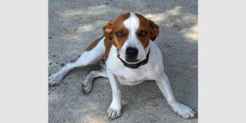 Cappuccino - ABR Return -  Boxer Dog for Adoption in Hewitt, Texas - Cappuccino - ABR Return | PetCurious