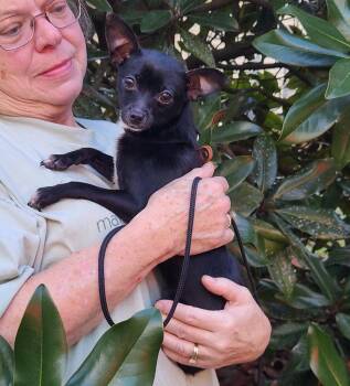 Chihuahua Dogs Available for Adoption - Nina | PetCurious