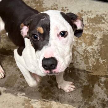 Polo - 042502U -  Terrier and Mixed Breed Dog for Adoption in Tupelo, Mississippi - Polo - 042502U | PetCurious