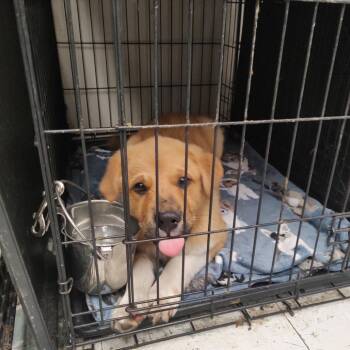 Shepherd and Mixed Breed Dogs Available for Adoption - Pixel P46208 | PetCurious