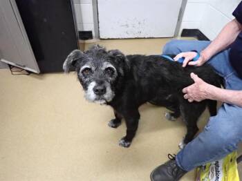 ANGUS -  Terrier and Mixed Breed Dog Available for Adoption in St. Peters, Missouri - ANGUS | PetCurious