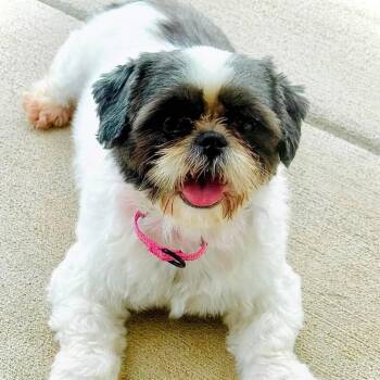 Princess Sophia -  Shih Tzu Dog for Adoption in Fredericksburg, Virginia - Princess Sophia | PetCurious