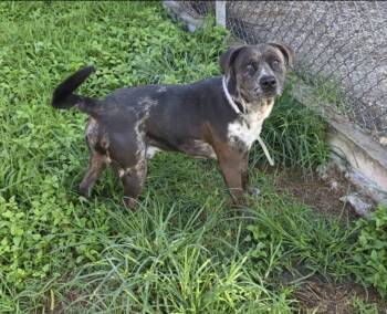 Staffordshire Bull Terrier and Mixed Breed Dogs Available for Adoption in Houston, Texas - EARLE | PetCurious