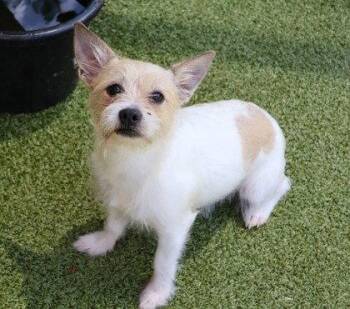 Uranus Athens -  Cairn Terrier Dog for Adoption in Rockaway, New Jersey - Uranus Athens | PetCurious
